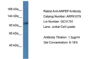 Western Blotting (WB) image for anti-Alanyl (Membrane) Aminopeptidase (ANPEP) (N-Term) antibody (ABIN2788665)