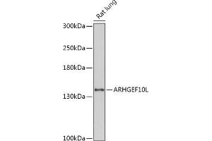 Western blot analysis of extracts of Rat lung, using L antibody (ABIN7269967) at 1:1000 dilution. (ARHGEF10L Antikörper  (AA 1120-1230))