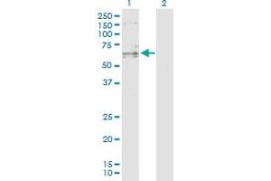 Western Blot analysis of SENP3 expression in transfected 293T cell line by SENP3 MaxPab polyclonal antibody. (SENP3 Antikörper  (AA 1-574))