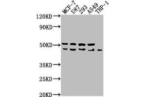Western Blot Positive WB detected in: MCF-7 whole cell lysate, U87 whole cell lysate, 293 whole cell lysate, A549 whole cell lysate, THP-1 whole cell lysate All lanes: WDR73 antibody at 1:1000 Secondary Goat polyclonal to rabbit IgG at 1/50000 dilution Predicted band size: 42 kDa Observed band size: 42 kDa (WDR73 Antikörper  (AA 163-366))