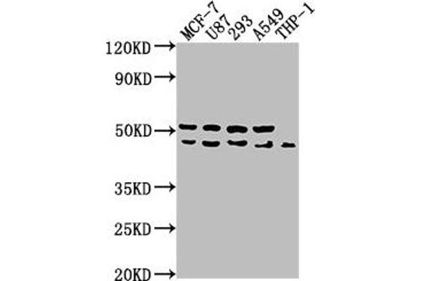 WDR73 Antikörper  (AA 163-366)