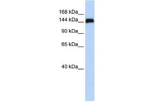 WB Suggested Anti-KIAA0182 Antibody Titration: 0. (GSE1/KIAA0182 Antikörper  (N-Term))