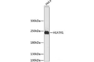 HEATR1 Antikörper