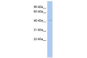 WB Suggested Anti-PSMD11 Antibody Titration:  0. (PSMD11 Antikörper  (N-Term))