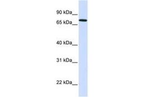 Image no. 1 for anti-SET Domain, Bifurcated 2 (SETDB2) (AA 71-120) antibody (ABIN6743503) (SETDB2 Antikörper  (AA 71-120))