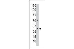 Image no. 1 for anti-Protein Phosphatase 1, Catalytic Subunit, gamma Isoform (PPP1CC) (N-Term) antibody (ABIN360759) (PPP1CC Antikörper  (N-Term))