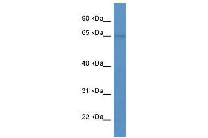 SYTL1 Antikörper  (N-Term)