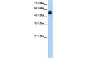 Western Blotting (WB) image for anti-Cysteine-Rich Secretory Protein LCCL Domain Containing 2 (CRISPLD2) antibody (ABIN2463311) (CRISPLD2 Antikörper)