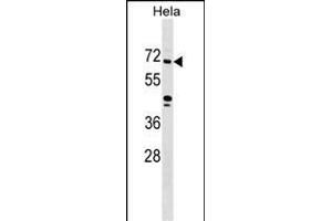 ZNF280B Antibody (N-term) (ABIN1539494 and ABIN2849389) western blot analysis in Hela cell line lysates (35 μg/lane). (ZNF280B Antikörper  (N-Term))