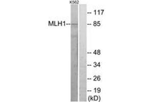 Western blot analysis of extracts from K562 cells, using MLH1 Antibody. (MLH1 Antikörper  (AA 441-490))