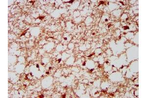 IHC image of ABIN7157716 diluted at 1:300 and staining in paraffin-embedded human brain tissue performed on a Leica BondTM system. (KLF13 Antikörper  (AA 26-147))