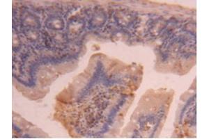 IHC-P analysis of Mouse Intestine Tissue, with DAB staining. (CPB2 Antikörper  (AA 187-327))