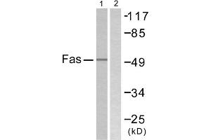 Western blot analysis of extracts from LOVO cells, using Fas antibody.
