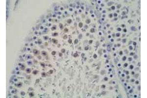 Immunohistochemical satining of rat testis tissue with DDX39 monoclonal antibody, clone 2E4 . (DDX39 Antikörper  (N-Term))