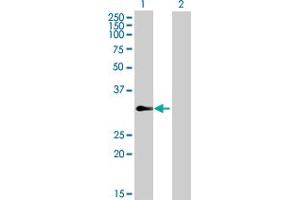Western Blot analysis of TCEAL4 expression in transfected 293T cell line by TCEAL4 MaxPab polyclonal antibody. (TCEAL4 Antikörper  (AA 1-215))