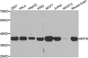 Western blot analysis of extracts of various cell lines, using EIF3I antibody. (EIF3I Antikörper)