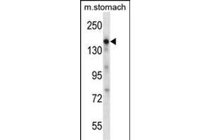 EGF Antibody (Center)  western blot analysis in mouse stomach tissue lysates (35 μg/lane). (EGF Antikörper  (Center))