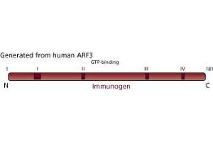 Image no. 2 for anti-ADP-Ribosylation Factor 3 (ARF3) (AA 1-181) antibody (ABIN968175) (ARF3 Antikörper  (AA 1-181))