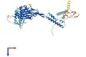 SCNN1G Protein (AA 1-649) (His tag)