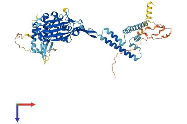 SCNN1G Protein (AA 1-649) (His tag)