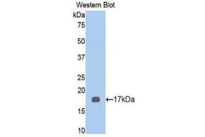 Western Blotting (WB) image for anti-Kininogen (High Molecular Weight) (AA 58-176) antibody (ABIN1175039)