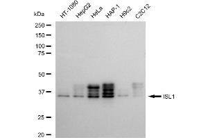 Western blotting analysis using ISL1 antibody (ABIN7799129).