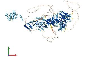 AlphaFold protein structure predicition of Mouse Recombinant Thoc2 Protein, UniprotID B1AZI6