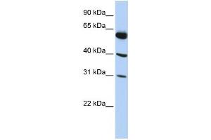 Western Blotting (WB) image for anti-LysM, Putative Peptidoglycan-Binding, Domain Containing 4 (LYSMD4) antibody (ABIN2459611) (LYSMD4 Antikörper)
