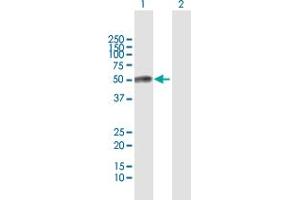 Western Blot analysis of ESAM expression in transfected 293T cell line by ESAM MaxPab polyclonal antibody. (ESAM Antikörper  (AA 1-390))