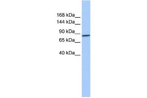 AP2B1 antibody used at 1 ug/ml to detect target protein. (AP2B1 Antikörper  (Middle Region))