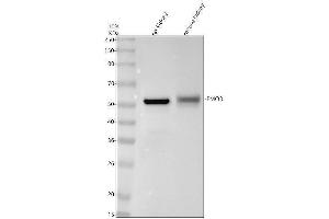 Western blot analysis of FMO3 using anti-FMO3 antibody (ABIN7604864).