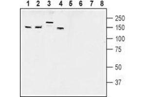 Western blot analysis of rat brain membranes (lanes 1 and 5), mouse brain membranes (lanes 2 and 6), rat dorsal root ganglion lysates (lanes 3 and 7) and mouse lung lysates (lanes 4 and 8): - 1-4. (AKAP5 Antikörper  (Intracellular))