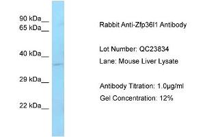 Host: Rabbit Target Name: Zfp36I1 Sample Type: Mouse Liver Antibody Dilution: 1. (ZFP36L1 Antikörper  (C-Term))