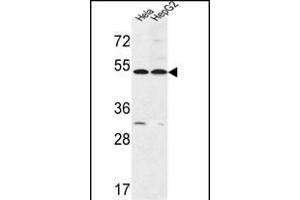 FERMT1 Antibody (Center) (ABIN652858 and ABIN2842558) western blot analysis in Hela,HepG2 cell line lysates (35 μg/lane). (FERMT1 Antikörper  (AA 268-297))