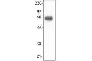 Image no. 1 for anti-Triggering Receptor Expressed On Myeloid Cells 1 (TREM1) antibody (ABIN205339) (TREM1 Antikörper)