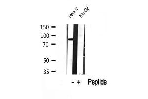 Western blot analysis of extracts of HepG2 cells, using DDX21 antibody. (DDX21 Antikörper  (Internal Region))