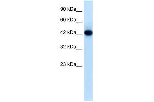 WB Suggested Anti-RNF135 Antibody Titration:  0.