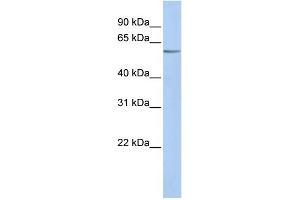 WB Suggested Anti-KCNK10 Antibody Titration:  0.