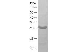 Western Blotting (WB) image for TatD DNase Domain Containing 3 (TATDN3) (AA 1-274) protein (His tag) (ABIN7125321) (TATDN3 Protein (AA 1-274) (His tag))