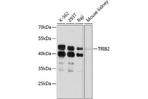 Western blot analysis of extracts of various cell lines, using TRIB2 antibody (ABIN6129152, ABIN6149496, ABIN6149497 and ABIN6215354) at 1:3000 dilution. (TRIB2 Antikörper  (AA 1-120))