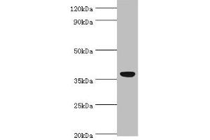 Western blot All lanes: CD5L antibody at 3 μg/mL + A431 whole cell lysate Secondary Goat polyclonal to rabbit IgG at 1/10000 dilution Predicted band size: 38 kDa Observed band size: 38 kDa (CD5L Antikörper  (AA 20-347))