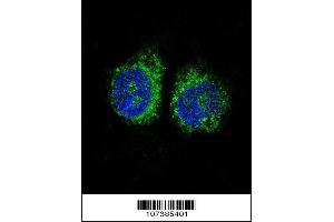 Immunofluorescence (IF) image for anti-Nuclear Receptor Subfamily 4, Group A, Member 2 (NR4A2) (AA 13-42), (N-Term) antibody (ABIN5537220)