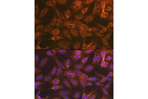 Immunofluorescence analysis of C6 cells using Smac/Diablo Rabbit mAb (ABIN7270177) at dilution of 1:100 (40x lens). (DIABLO Antikörper)