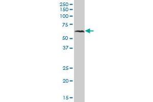 VISA MaxPab polyclonal antibody. (MAVS Antikörper  (AA 1-540))