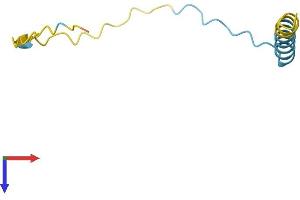 SPANX Family, Member N1 (SPANXN1) (AA 1-72) protein (Fc Tag)