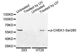 Western blot analysis of extracts from HepG2 cells using Phospho-CHEK1-S280 antibody.