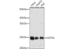 Western blot analysis of extracts of various cell lines, using GSTK1 Rabbit mAb (ABIN7267442) at 1:1000 dilution.