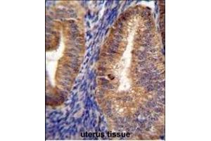 anti-Small G Protein Signaling Modulator 2 (SGSM2) (AA 955-984), (C-Term) antibody