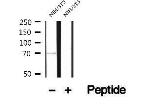 Western blot analysis of extracts of NIH/3T3 cells, using PCCA antibody. (PCCA Antikörper  (C-Term))
