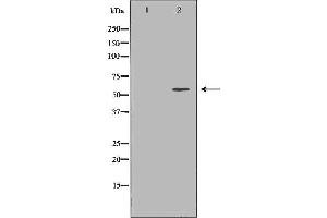 Western blot analysis of extracts of HEK-293, using PSAP antibody.